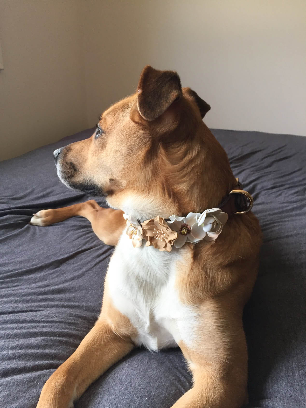 dog-collar